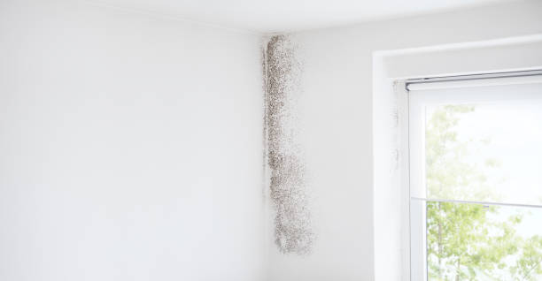 Best Dehumidification Services  in Lake Clarke Shores, FL