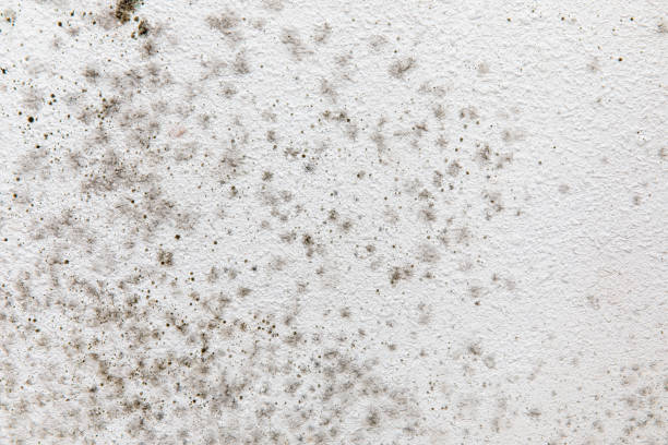  Lake Clarke Shores, FL Mold Removal Pros