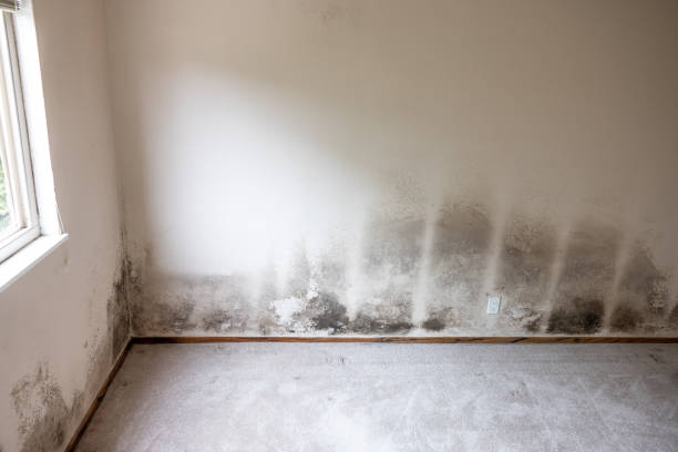 Best Forensic Mold Investigation  in Lake Clarke Shores, FL