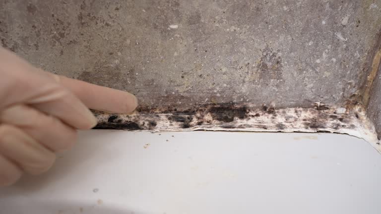 Best HVAC Mold Inspection and Cleaning  in Lake Clarke Shores, FL