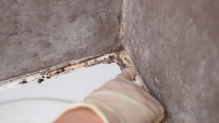 Best Post-Construction Mold Inspection  in Lake Clarke Shores, FL